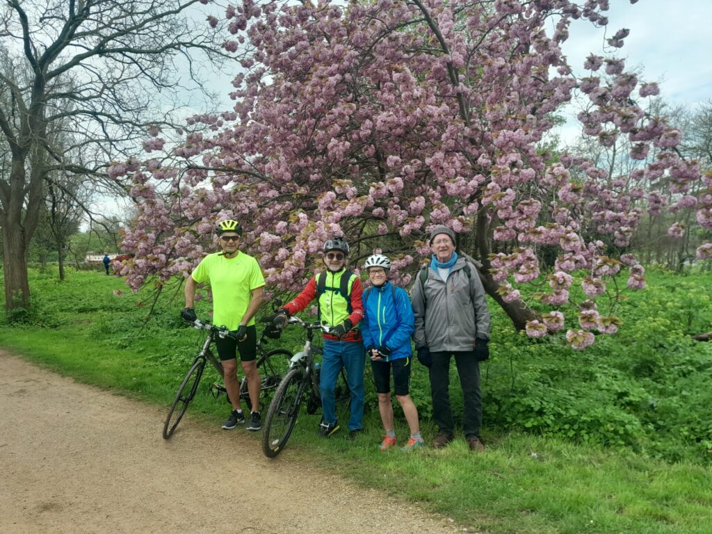 Standing cyclists beside their bikes, posing for a photo beneath a flowering cherry tree at the edge of a path